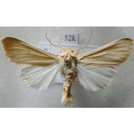 Mythimna vitellina (Hübner, 1808) France52k